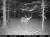 Buck Oct 7.jpg