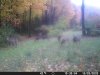 10-20-20 doe.JPG