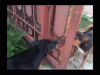 9C586EC0-DA28-4DB0-AD89-5FDB97A718C7.gif