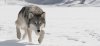 GrayWolf-Main-e1415205081524-1280x600.jpg
