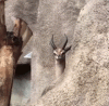 9A03443C-C703-4105-A433-14C823F59FC5.gif