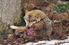 wolf.jpg