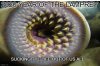 2020LAMPREY.jpg