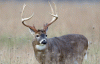 whitetail-deer-hunting-humors.gif