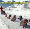 iditarod.jpg