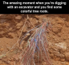 colorful tree roots.png