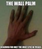 wall palm.jpg