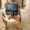 batdog.jpg