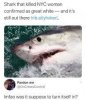 shark.jpg