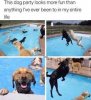 dog party.jpg