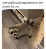 raccoon.png