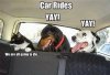 cat car ride.jpg