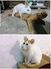 cattbit.jpg