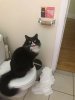 cat sign.jpg