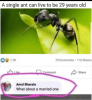 ant.png