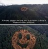 larch trees.jpg