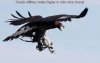 drone killer.jpg