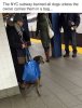 dog in a bag.jpg