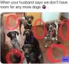 more dogs.jpg