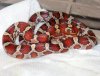 Corn snake.jpg