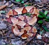 copperhead1.jpg