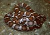 lampropeltis_eastern_milksnake.jpg