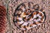 canebrake rattlesnake.jpg