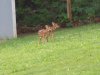 babydeer.jpg