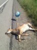 DEER DOWN.jpg