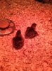 chick2.jpg