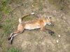 Fox2.jpg