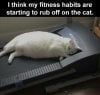 cat fitness.jpg