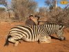 zebra 19.JPG