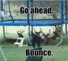 bounce.jpg