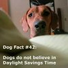 dog fact.jpg