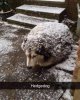 hedgedog.jpg