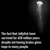 jellyfish.jpg