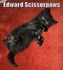 scissors paws.jpg