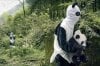 panda people.jpg