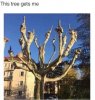 finger tree.jpg