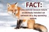 foxes.jpg
