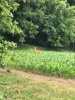 Image1624578006.935424.jpg