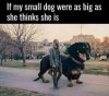 small dog.jpg