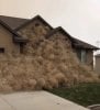 tumble weeds.jpg