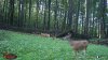 shade bean doe9-20-21.JPG