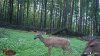 shade bean deer 8-29-21.JPG