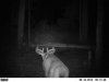 big brow buck 6-18-12...1.jpg