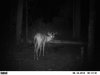 big brow buck 6-18-12...2.jpg