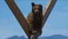 Bear7.jpg