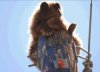Bear3.jpg